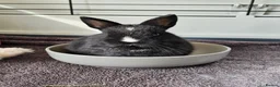 Netherland Dwarf rabbits for sale: Purebred Netherland Dwarf Doe - Advert 18