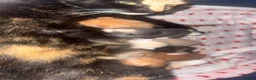 Mixed Breed cats for sale: Rainbow litter - Advert 6