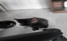 Mixed Breed cats for sale: Beautiful kittens for sale - Image 14