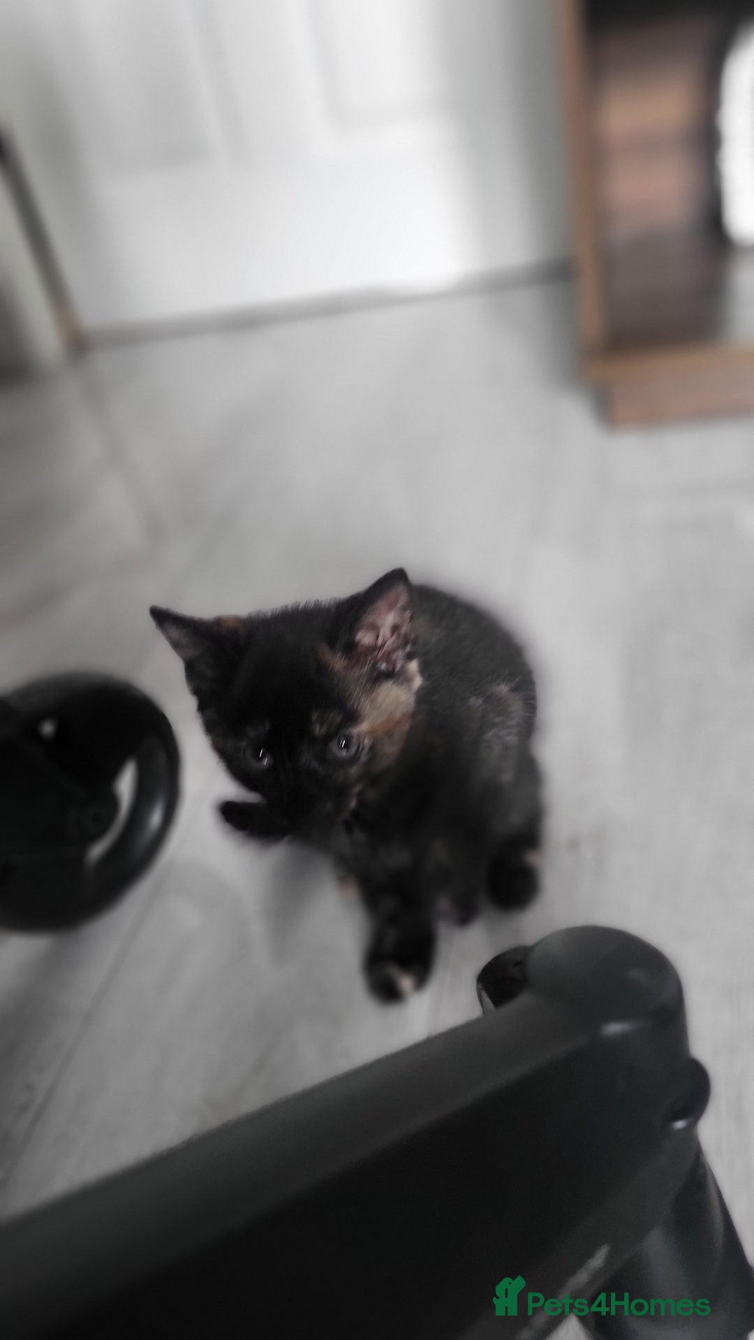 Mixed Breed cats for sale: Beautiful kittens for sale - Image 14