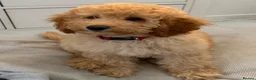 Miniature Poodle dogs for sale: 1 Golden boy re-available.Miniature Poodle Puppies - Advert 4