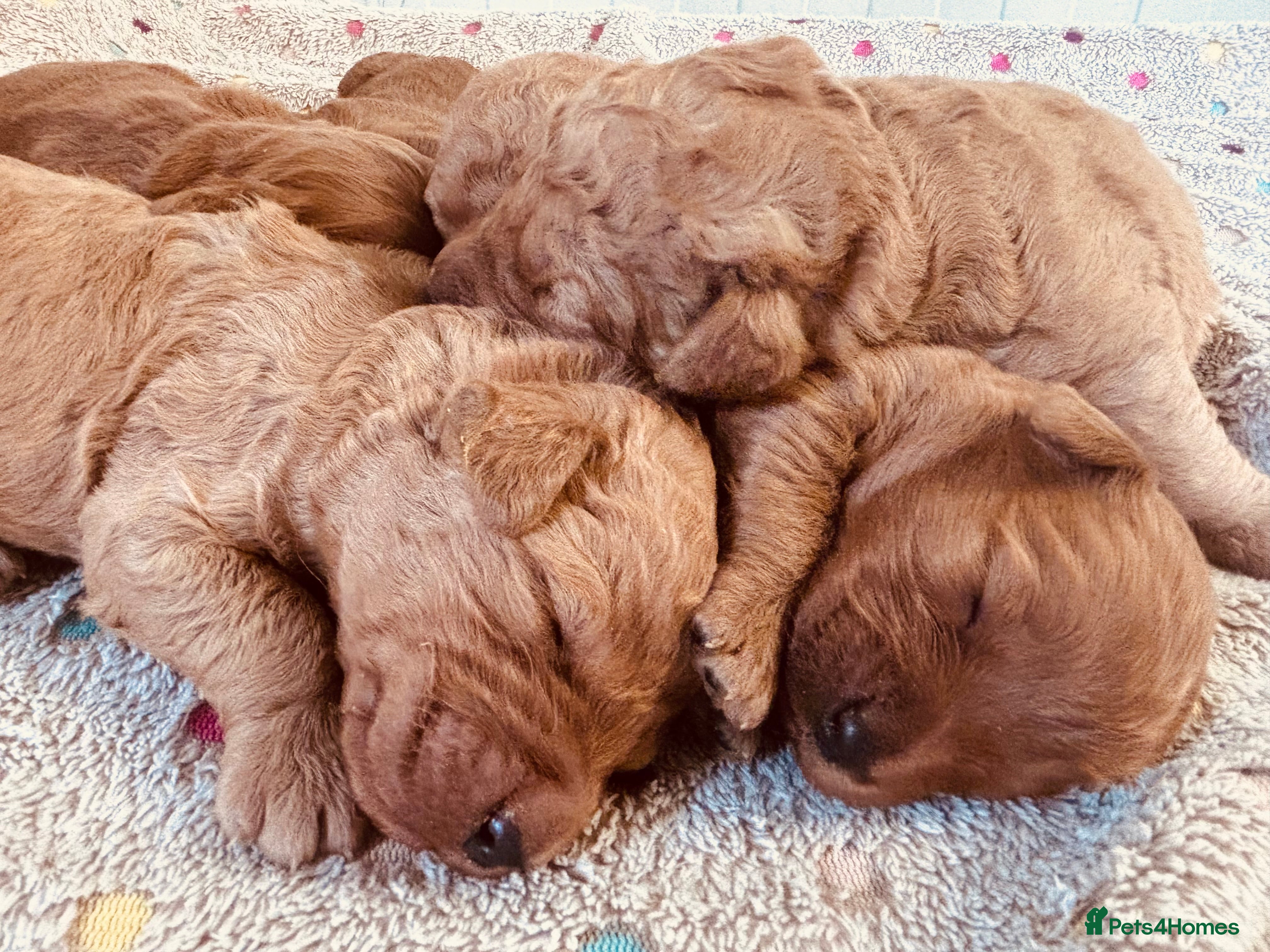 Labradoodle dogs Medium sized F1b Labradoodles  - Advert 11