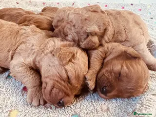 Labradoodle dogs Medium sized F1b Labradoodles - Advert 11