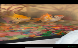 Goldfish fish for sale: Gold fish and telescope gold fish  - Image 1