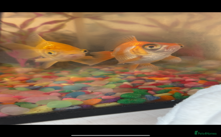 Goldfish fish - Advert 5
