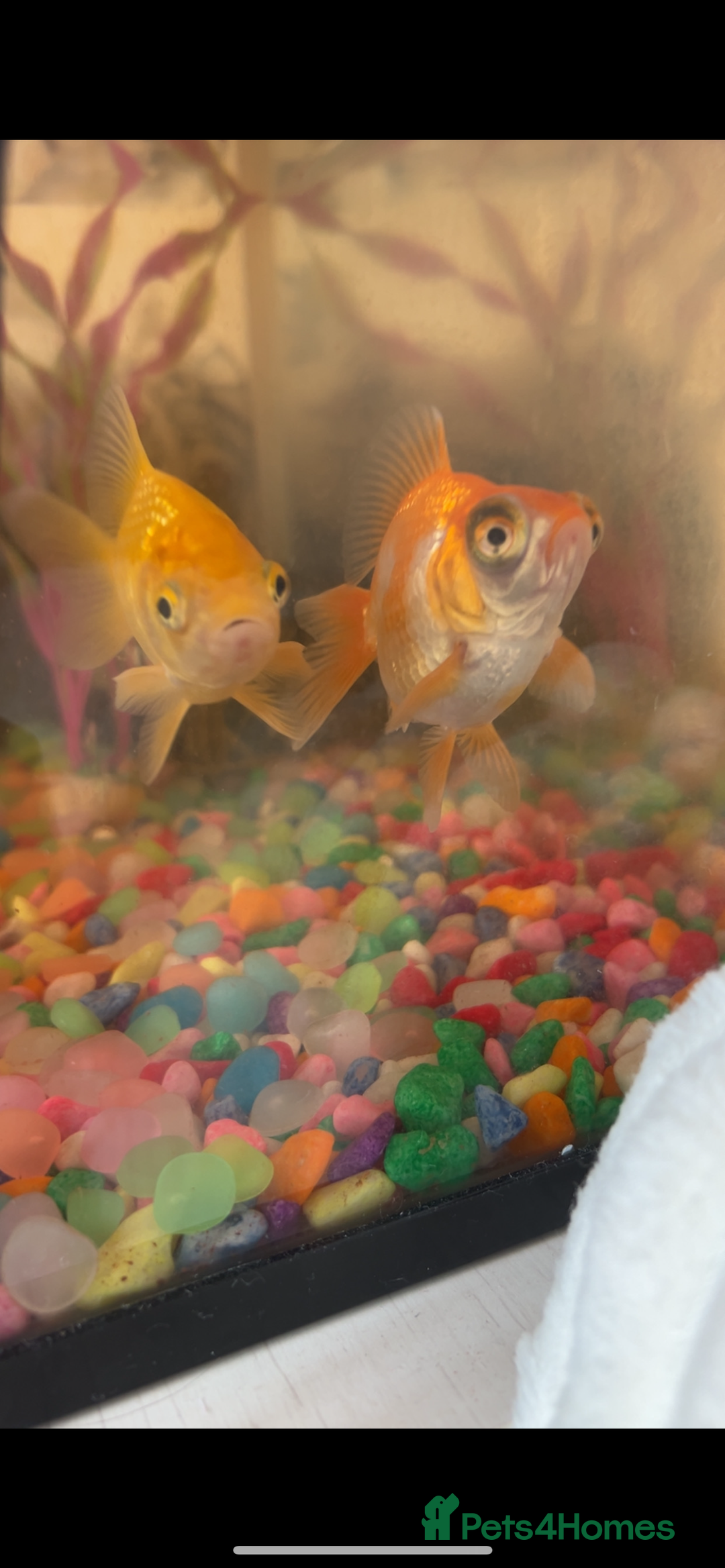 Goldfish fish for sale: Gold fish and telescope gold fish  - Image 1