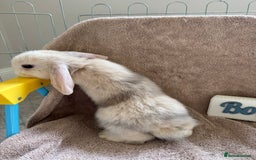 Mini Lop rabbits for sale: Friendly mini lop babies ready 14 August - Image 13