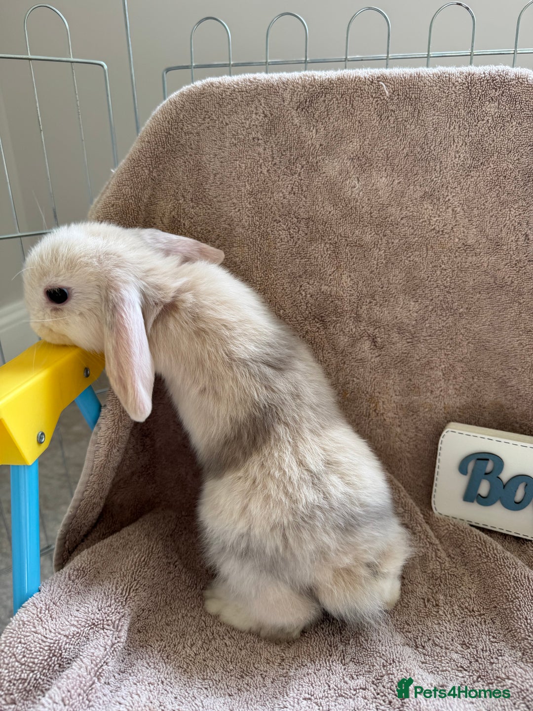 Mini Lop rabbits for sale: Friendly mini lop babies ready 14 August - Image 13