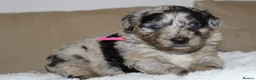 Australian Shepherd dogs for sale: Aussiedoodle puppies F1 health tested parents  - Advert 16