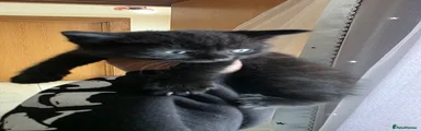 British Shorthair 4