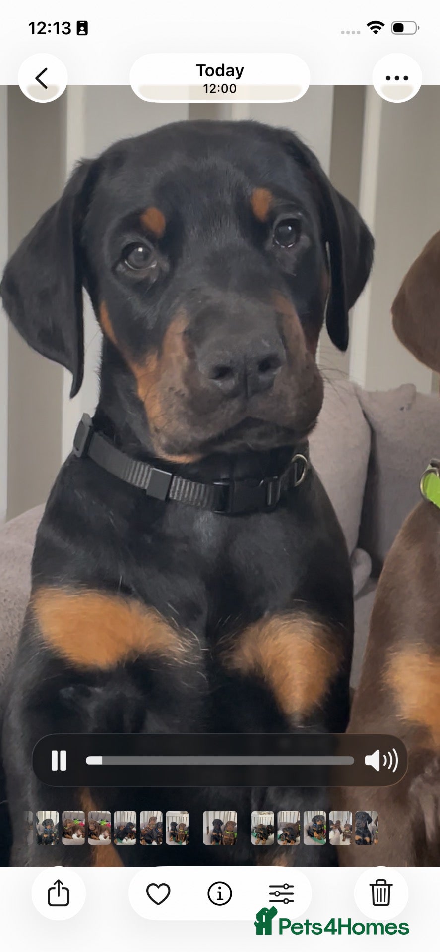 Dobermann dogs for sale: KC Reg Doberman - Health tested parents - Advert 2
