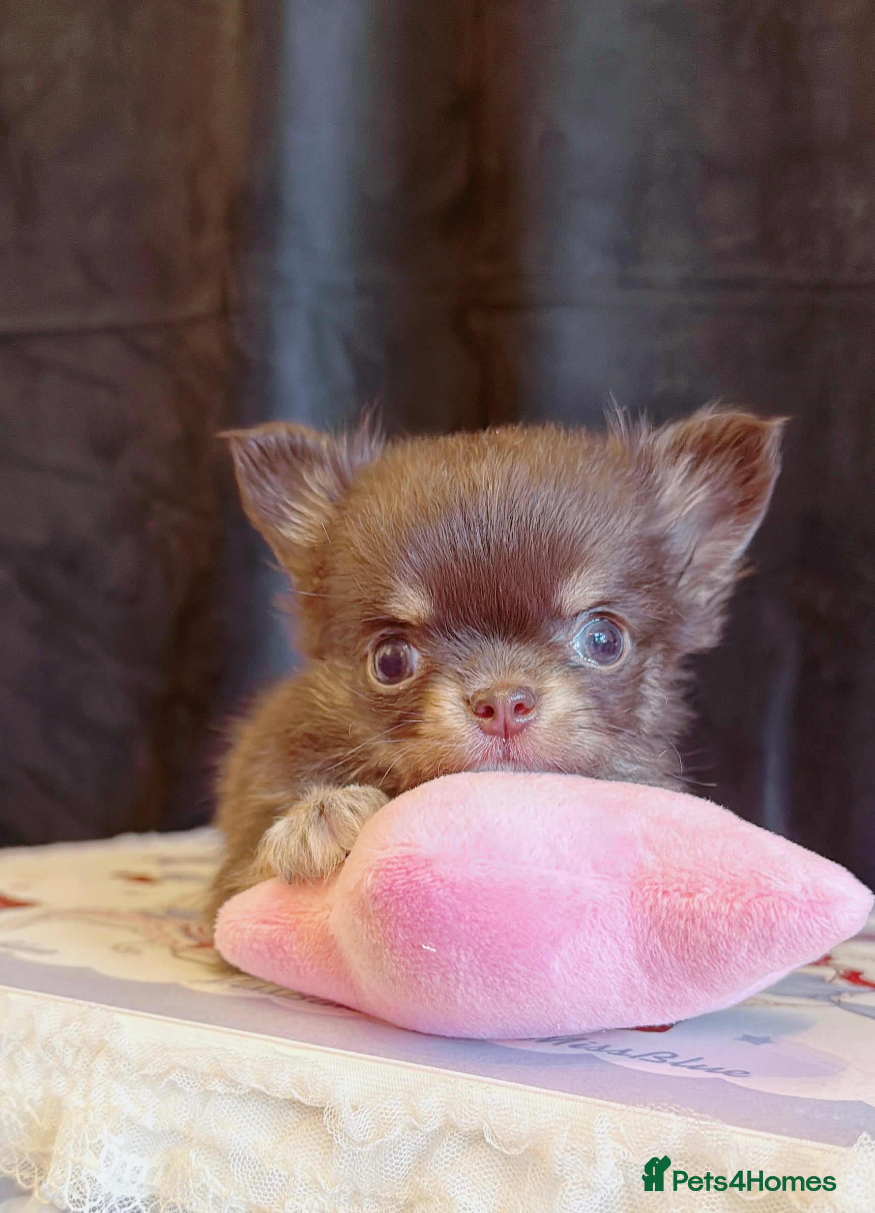 Chihuahua dogs  🩵only 1 boy available🩵 - Advert 6