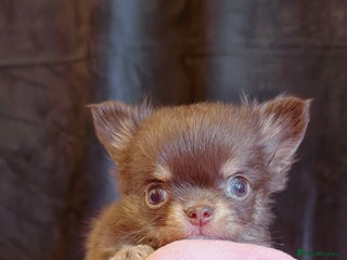 Chihuahua dogs 🩵only 1 boy available🩵 - Advert 6