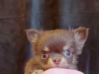 Chihuahua dogs 🩵only 1 boy available🩵 - Advert 15