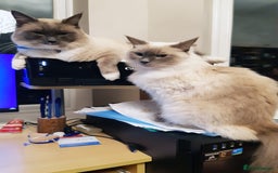 Ragdoll cats for sale: Blue point purebred ragdoll girl  - Image 22