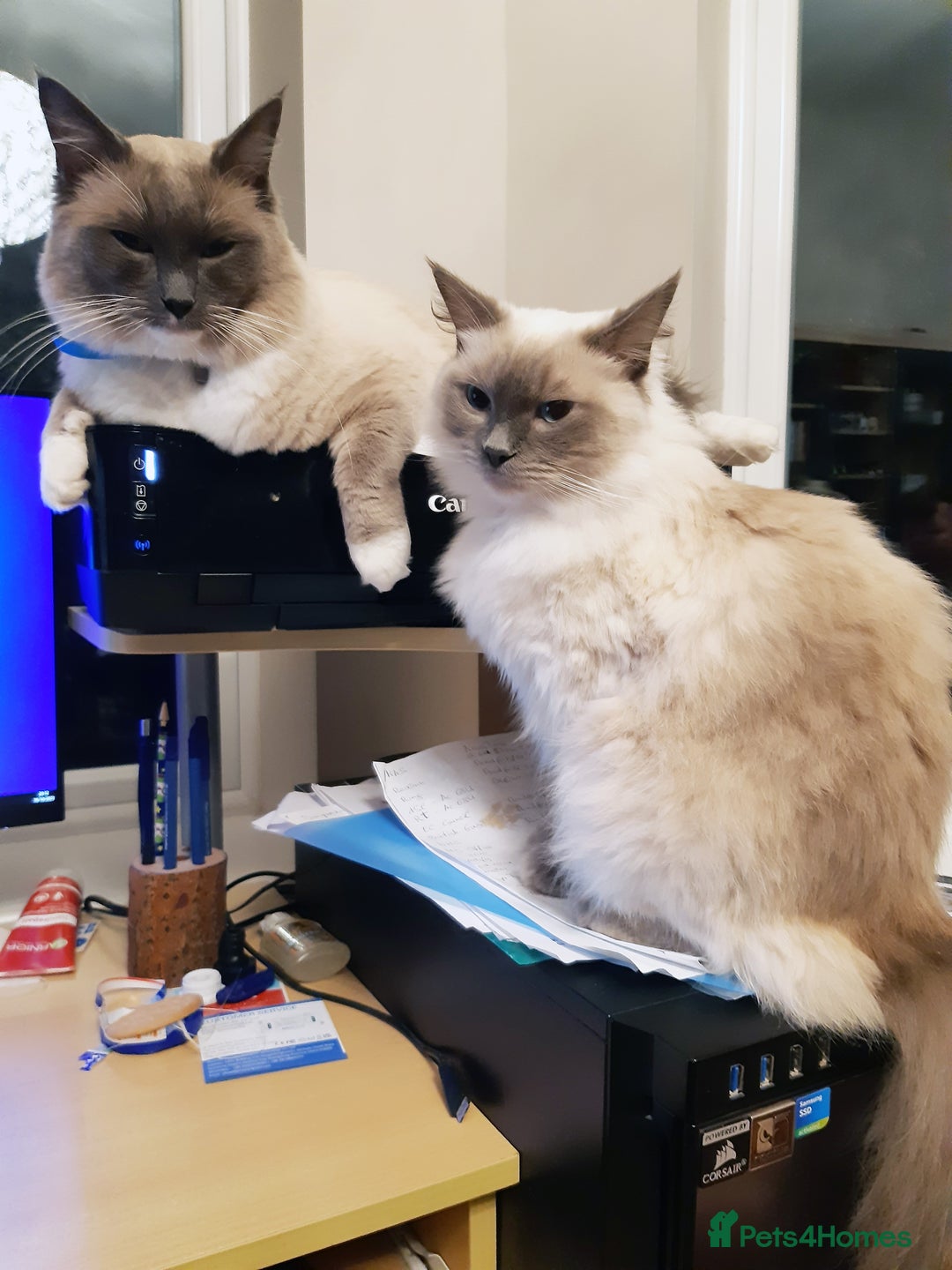 Ragdoll cats for sale: Blue point purebred ragdoll girl  - Image 22