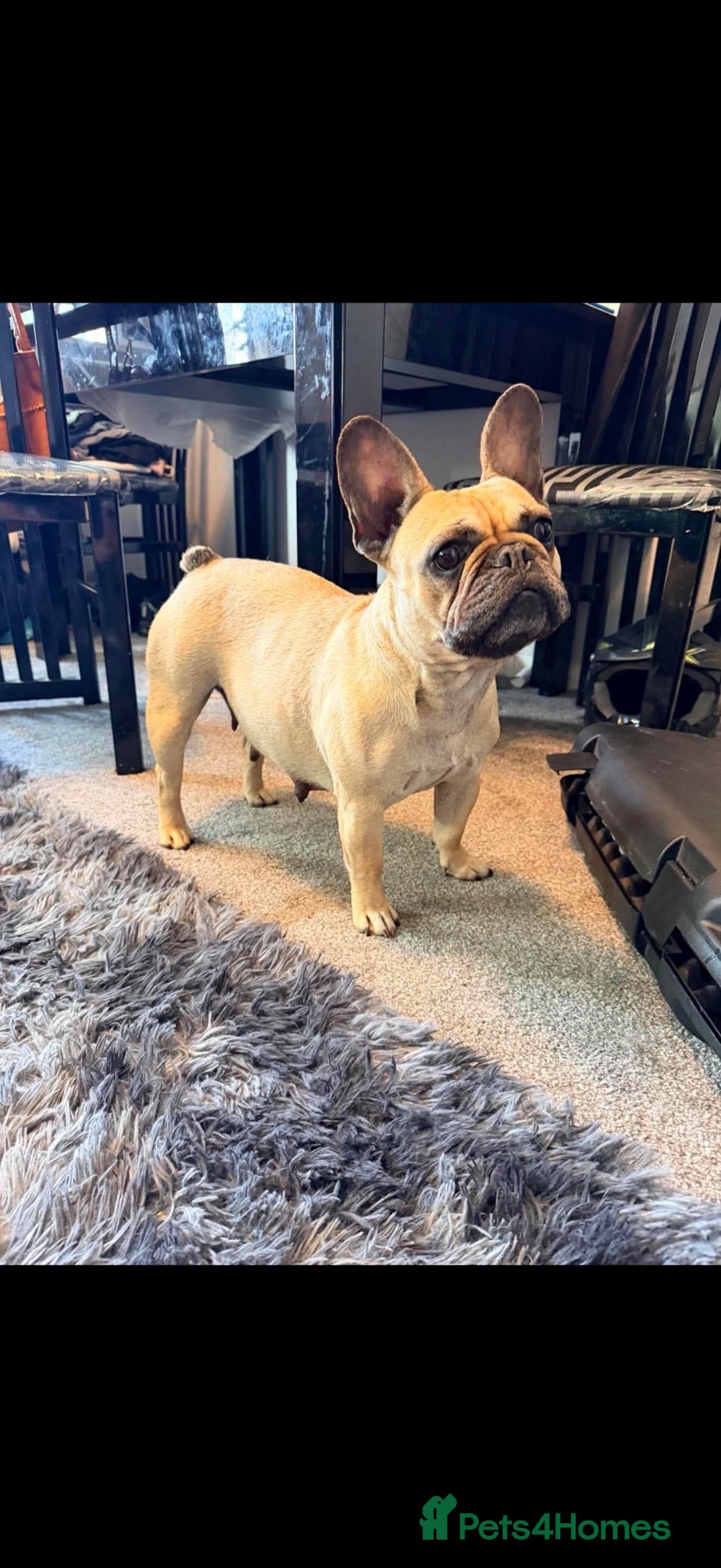 French Bulldog dogs 4 beautiful puppies  - Advert 5