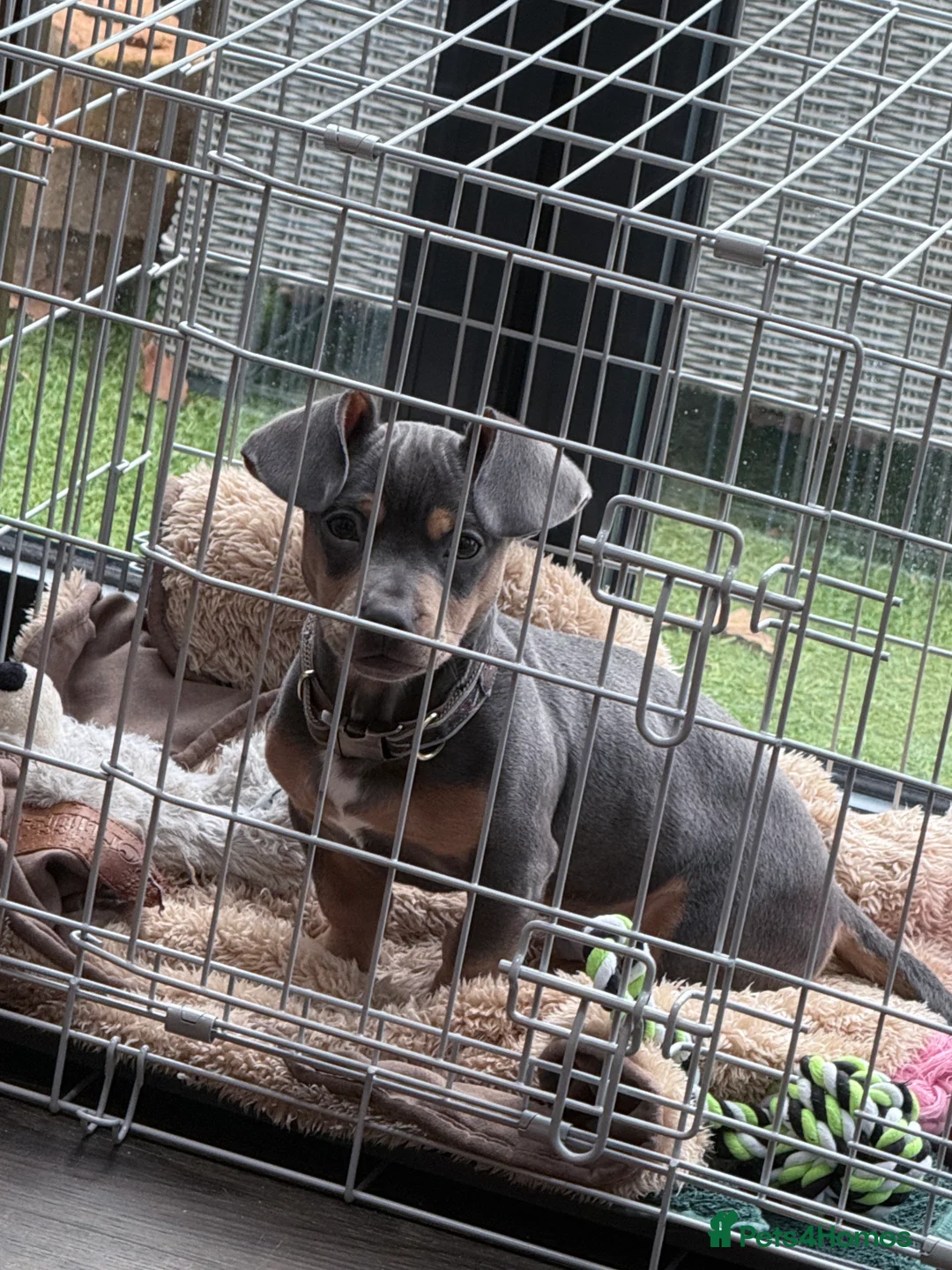 Mixed Breed dogs for sale: French x Miniature Daschund Boy  - Advert 3