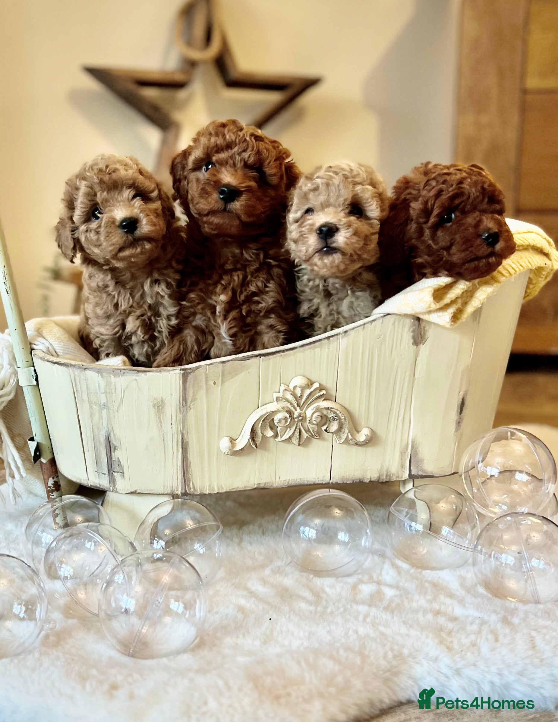 Mini Goldendoodle dogs Miniature Goldendoodles - Advert 9