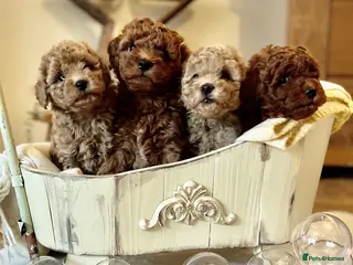 Mini Goldendoodle dogs Miniature Goldendoodles - Advert 9