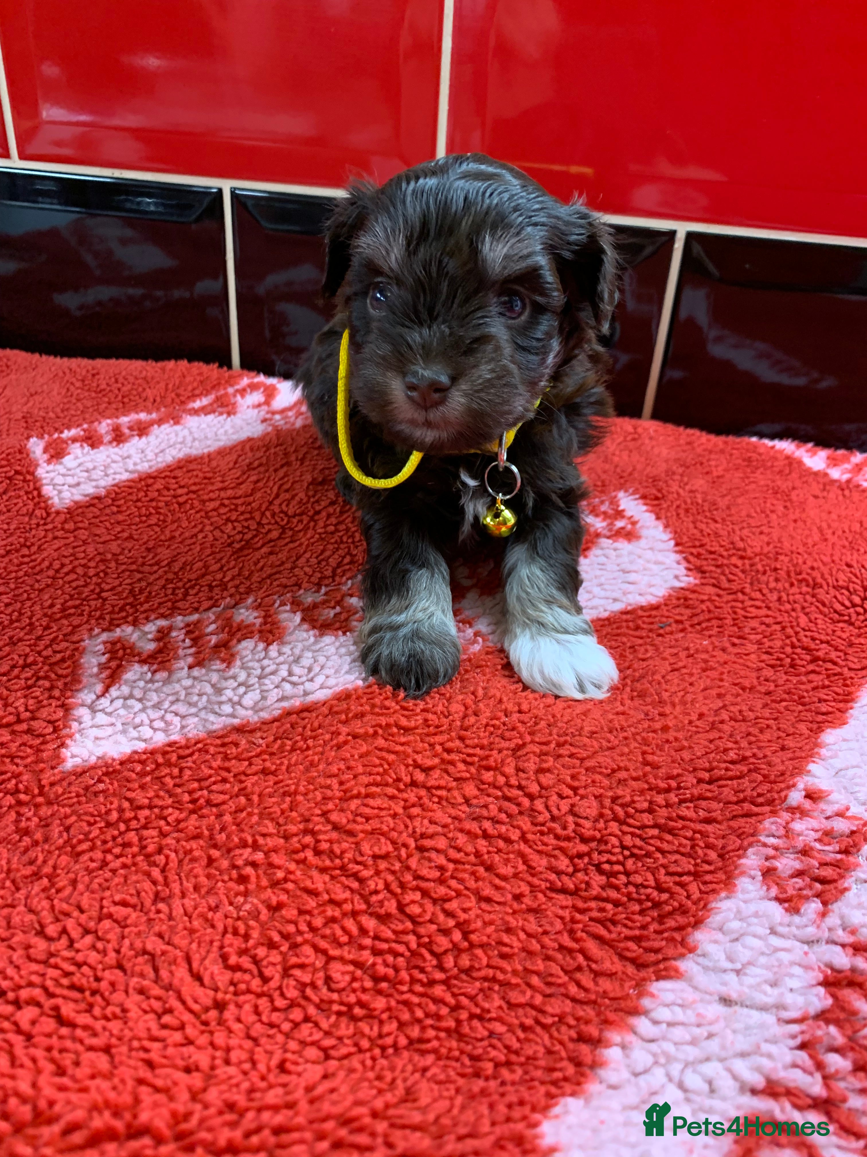 Miniature Schnauzer dogs 5* LICENSED KC MINI/TOY CHOCOLATE SCHNAUZERS 1 - Advert 1