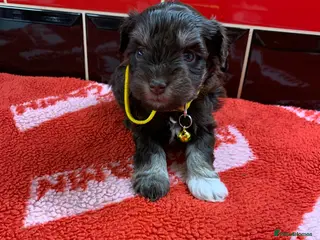 Miniature Schnauzer dogs 5* LICENSED KC MINI/TOY CHOCOLATE SCHNAUZERS 1 - Advert 4