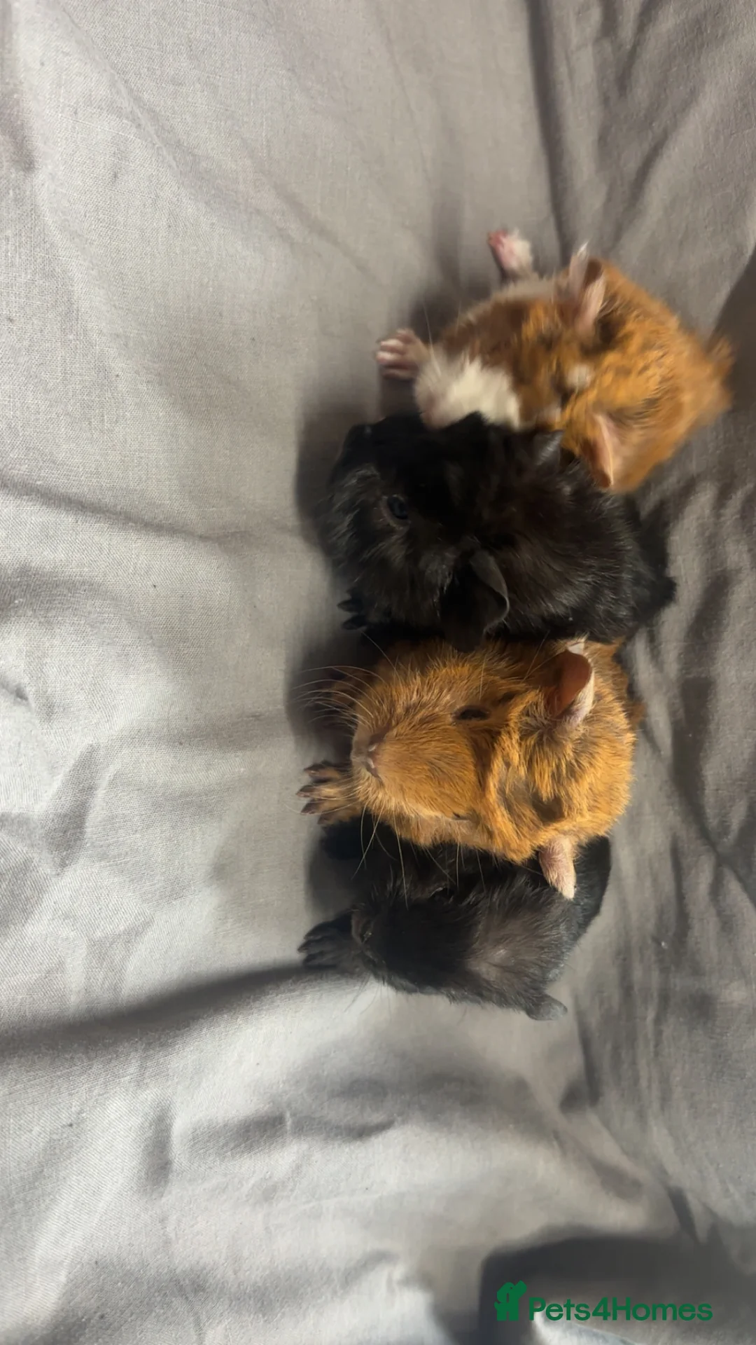 Guinea Pig rodents for sale: Girls ready now  - Advert 18