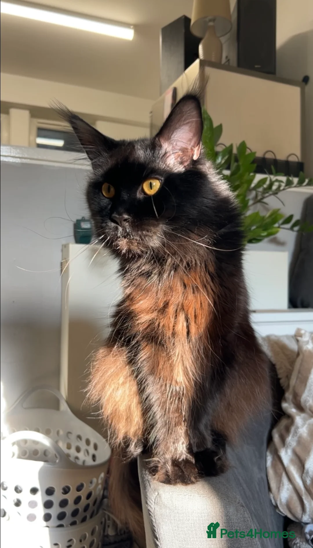 Maine Coon cats for stud: TICA active Black Smoke Boy! - Advert 2
