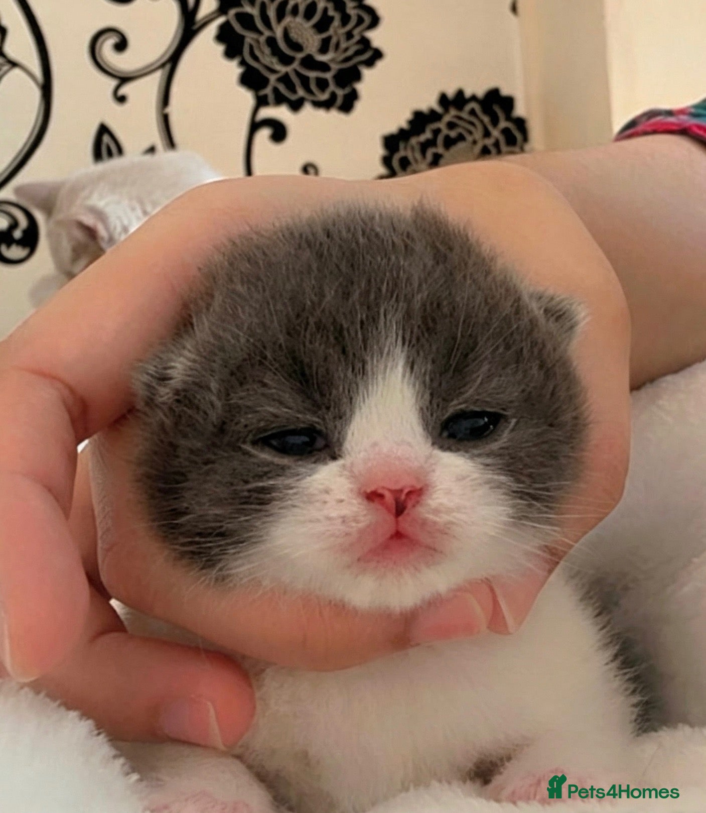 British Shorthair cats for sale:  GCCF Pedigree — Champion Bloodline Babies - Advert 1