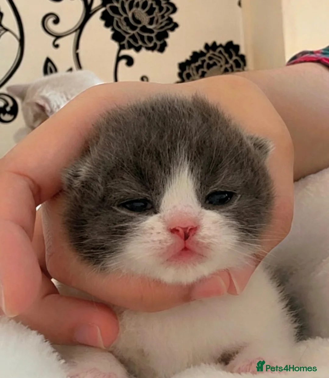 British Shorthair cats for sale:  GCCF Pedigree — Champion Bloodline Babies - Advert 1