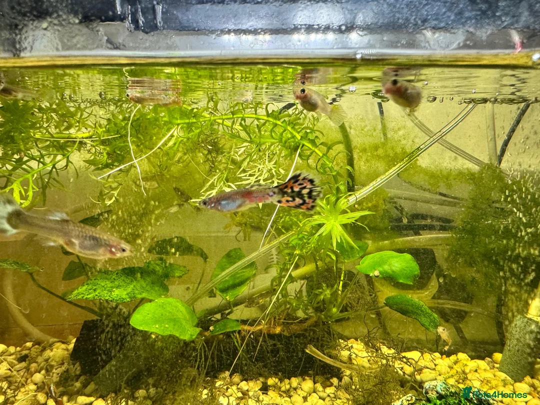 Shrimps fish for sale: Guppies, cherry shrimp and blue dream shrimp in Bury - Advert 5