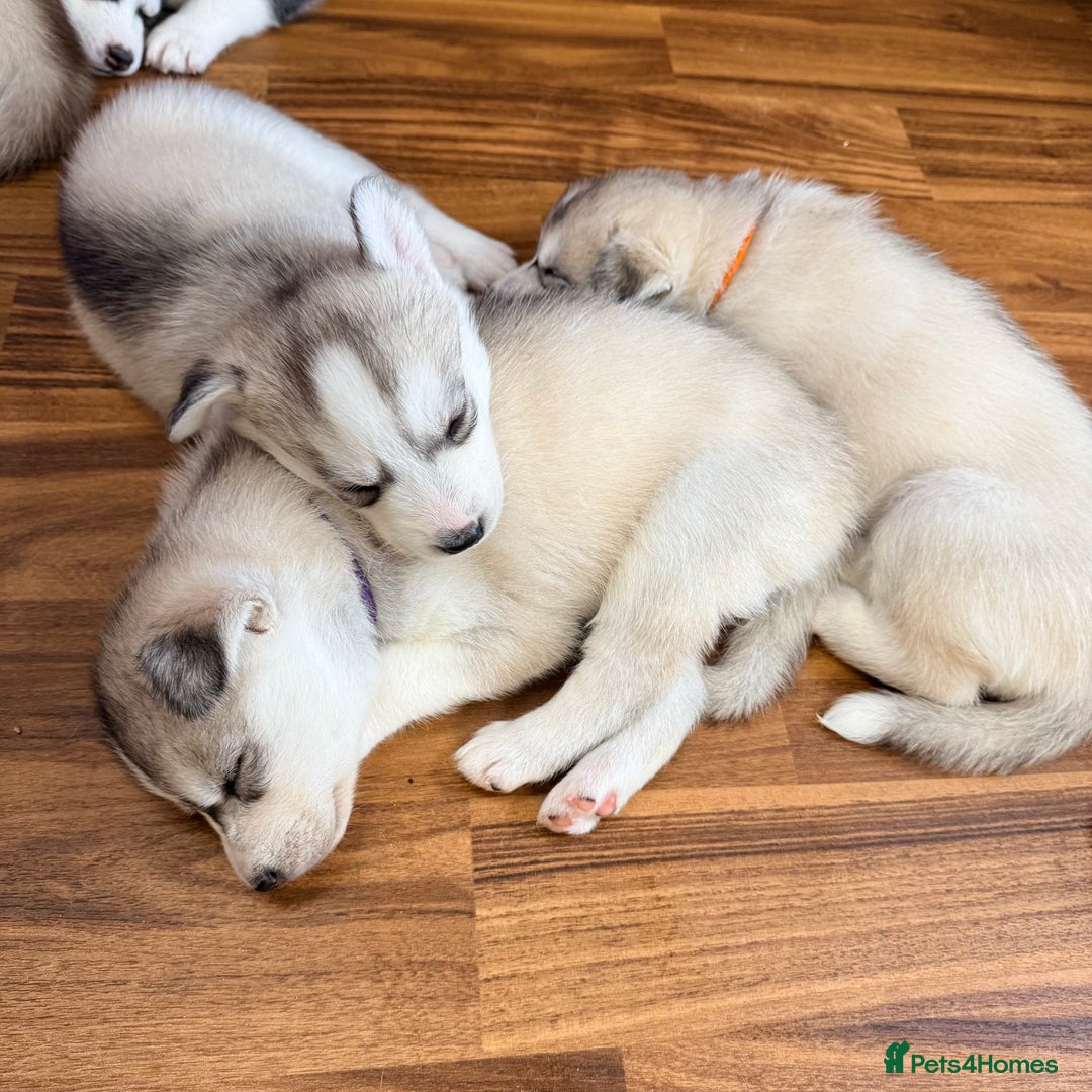 Siberian Husky dogs for sale: SIBERIAN HUSKY  - Image 6