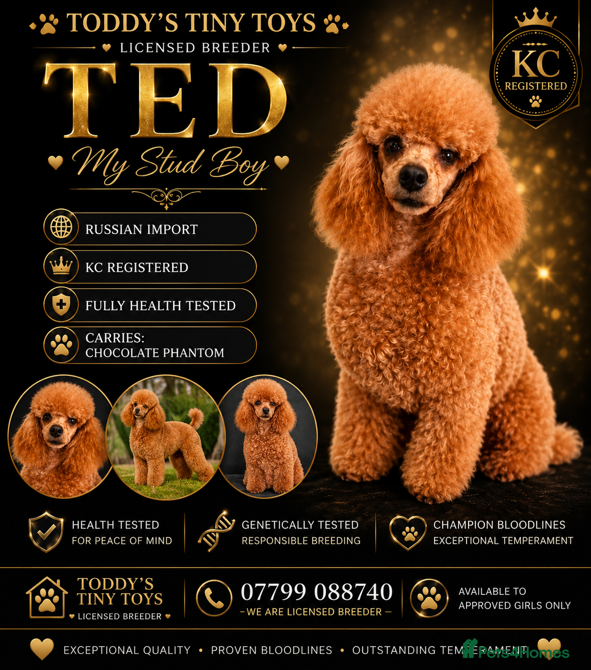 Toy Poodle dogs stunning phantom toy poodle stud - Advert 13