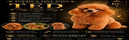 Toy Poodle dogs for stud: stunning phantom toy poodle stud - Advert 1