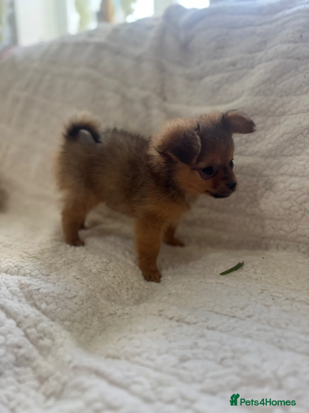 Pomchi dogs for sale: Pomeranian x puppies 3 girls 3 boys  - Advert 16