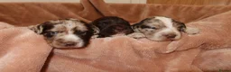 Cocker Spaniel dogs for sale: Working cocker spaniel puppies  - Advert 7