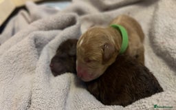 Toy Poodle dogs for stud: PRA Clear,Kc reg,proven toy poodle in Manchester - Image 12