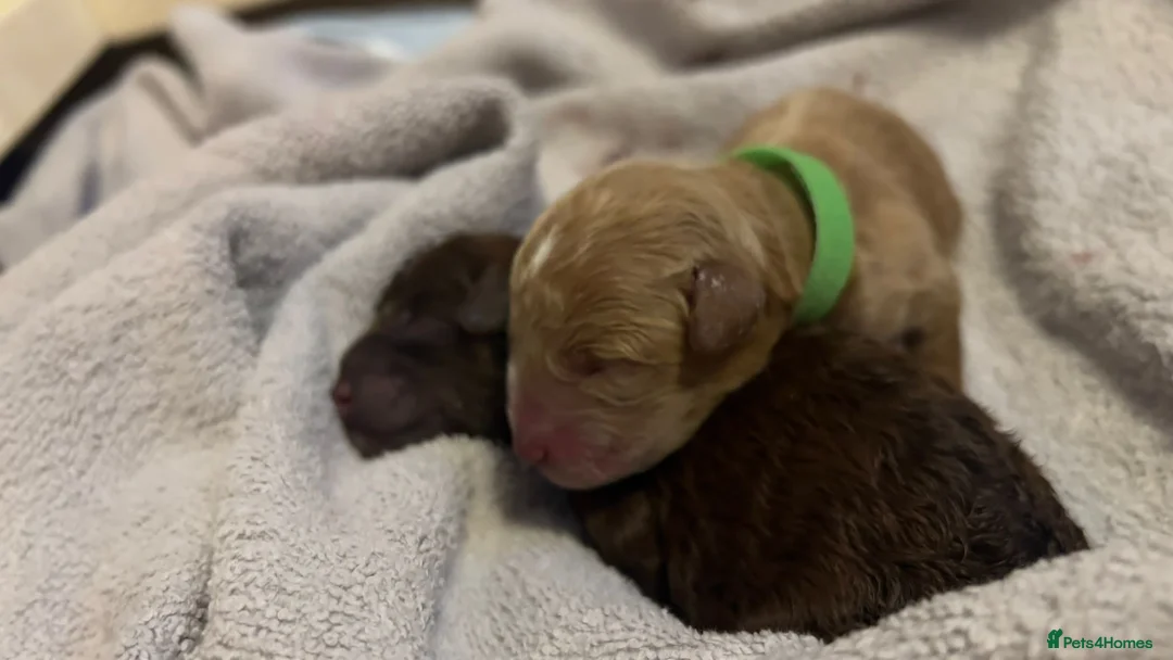 Toy Poodle dogs for stud: PRA Clear,Kc reg,proven toy poodle in Manchester - Advert 12