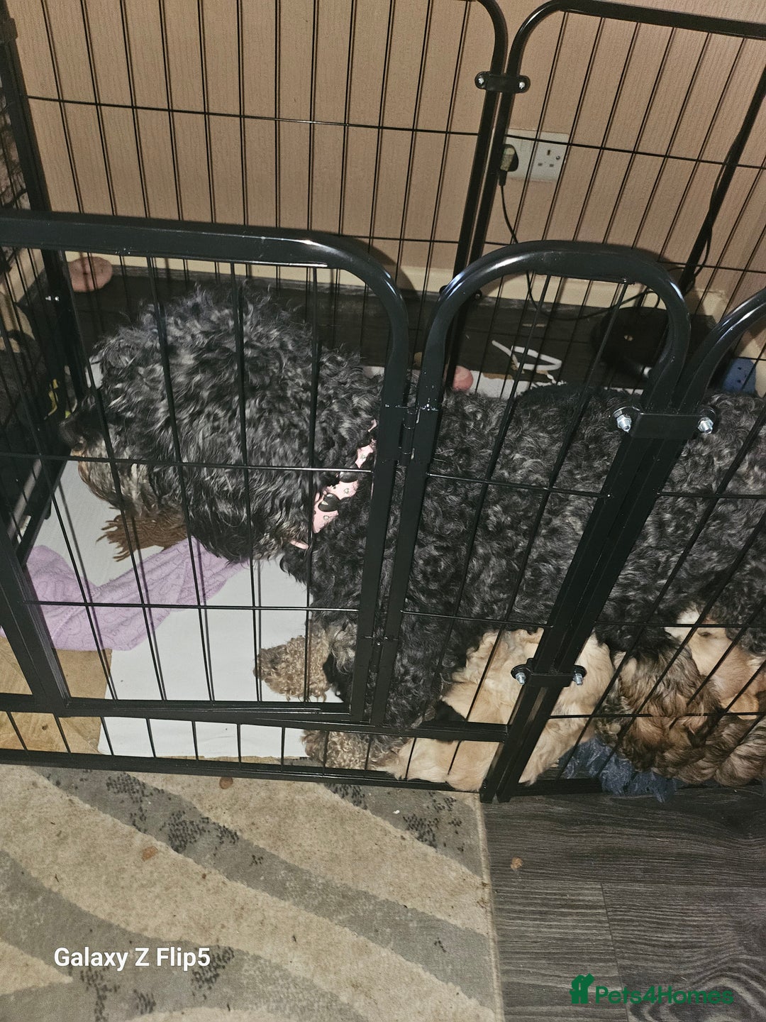 Mixed Breed dogs for sale: Mixed Breed PUppies - Advert 19