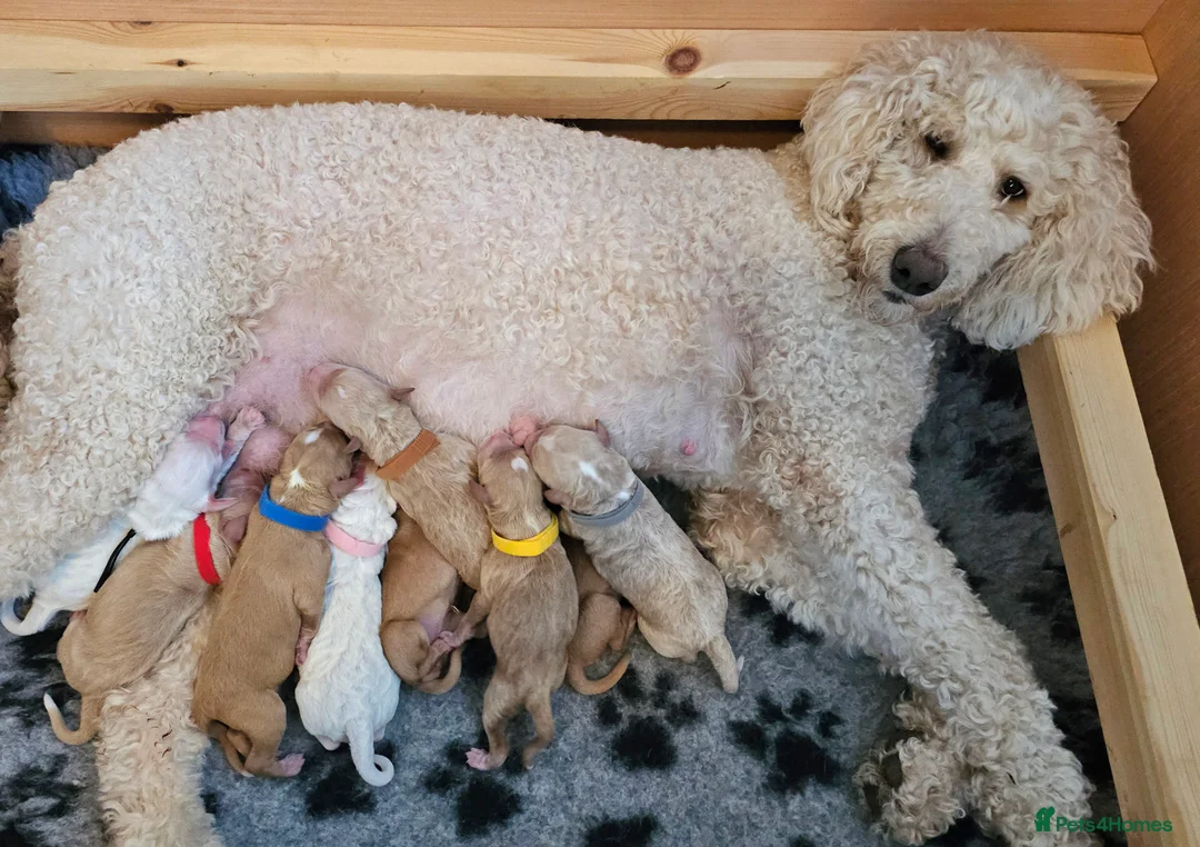 Australian Labradoodle dogs for sale: STUNNING LITTER OF AUSTRALIAN LABRADOODLES  - Advert 4