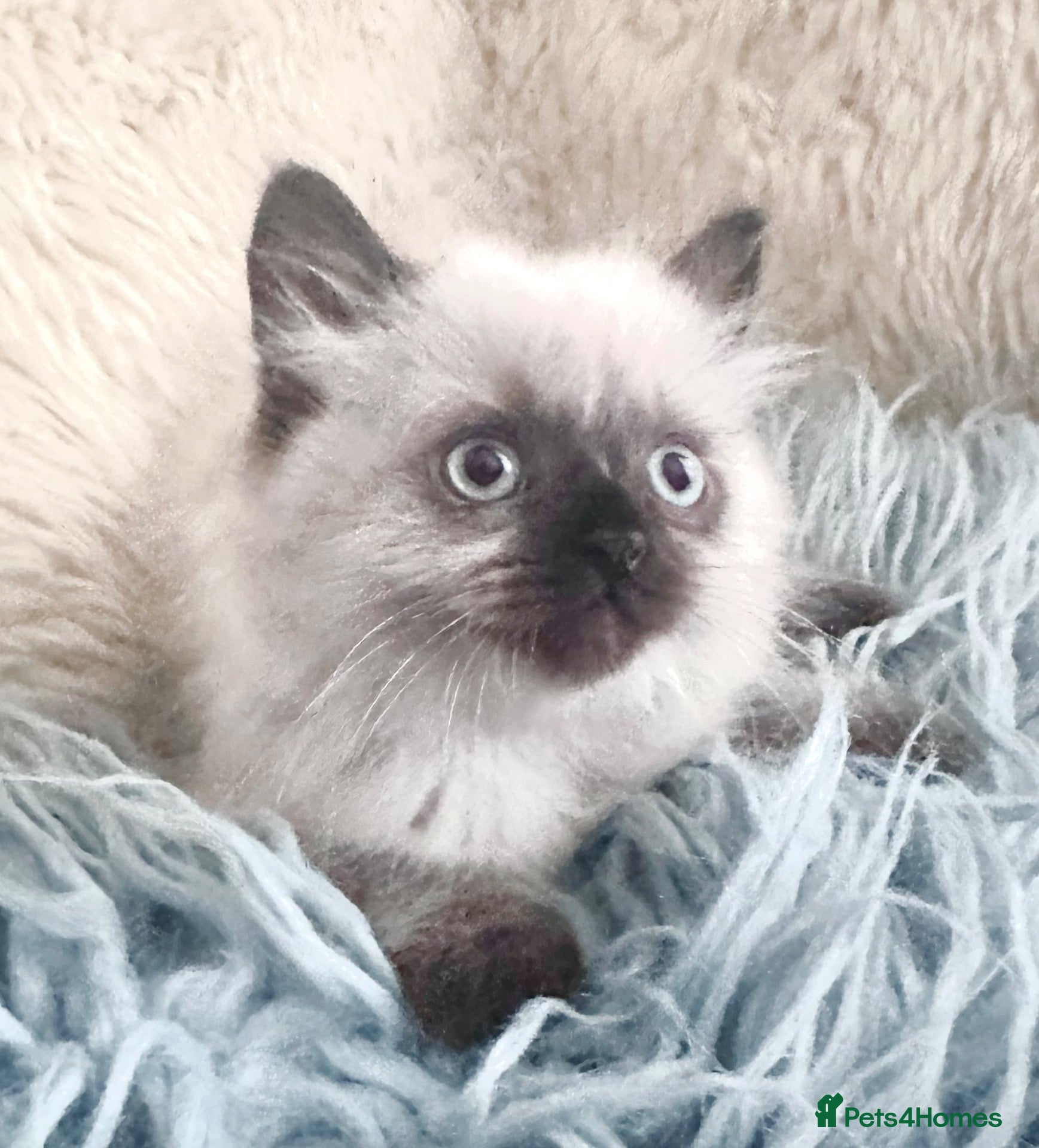 Ragdoll cats Pure Ragdoll kittens adorable and very fluffy  - Advert 2