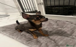 Chihuahua dogs for sale: Looking for her forever home! - Image 4