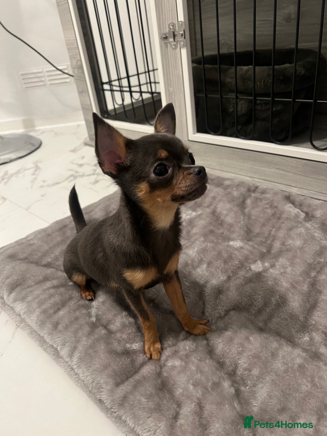 Chihuahua dogs for sale: Looking for her forever home! - Image 4