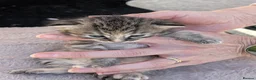 Domestic Shorthair cats for sale: 2 boys and 3 girls ginger in a separate listing. - Advert 9