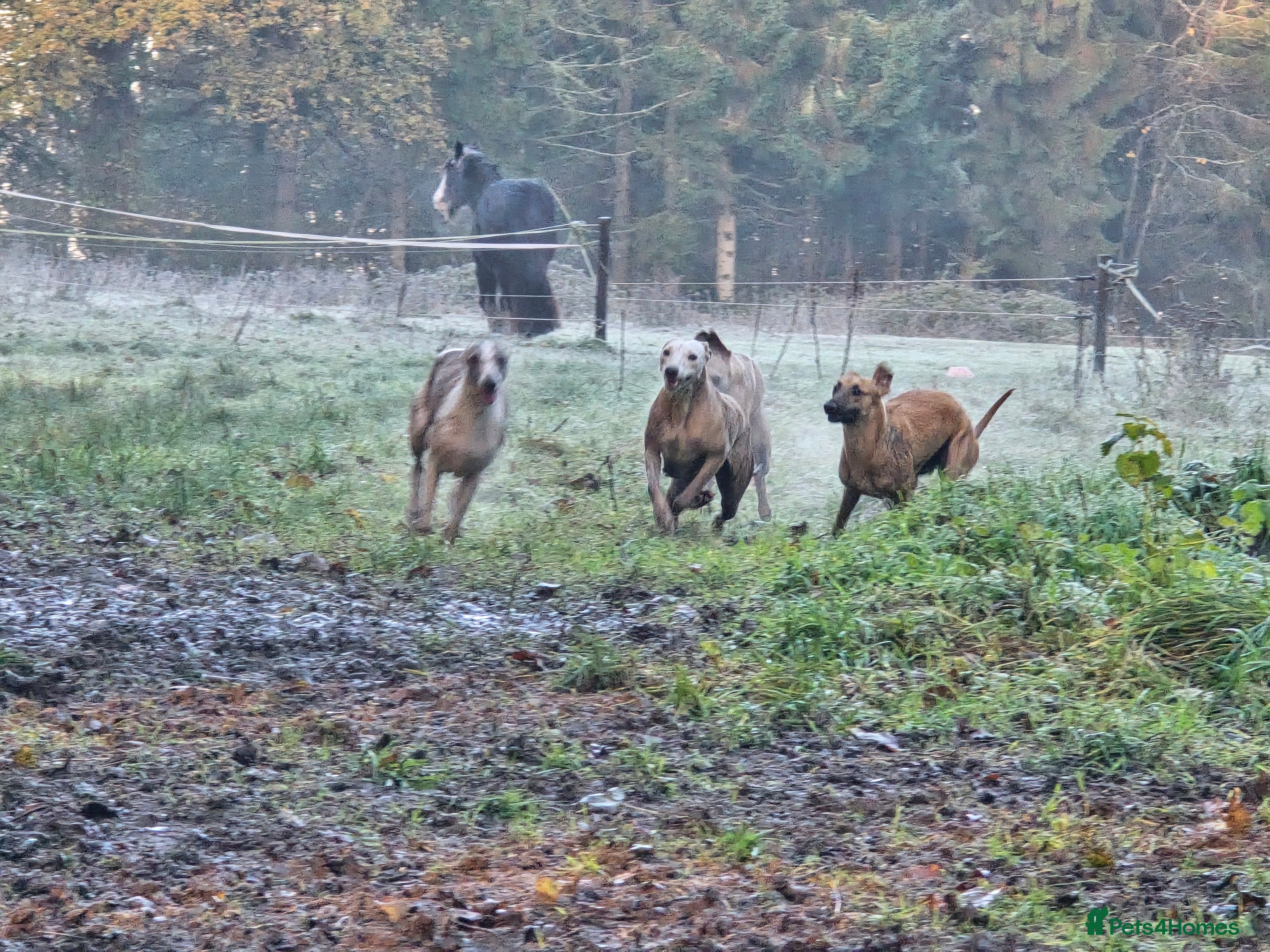 Whippet dogs Whippet litter.  One male left (badger) - Advert 3