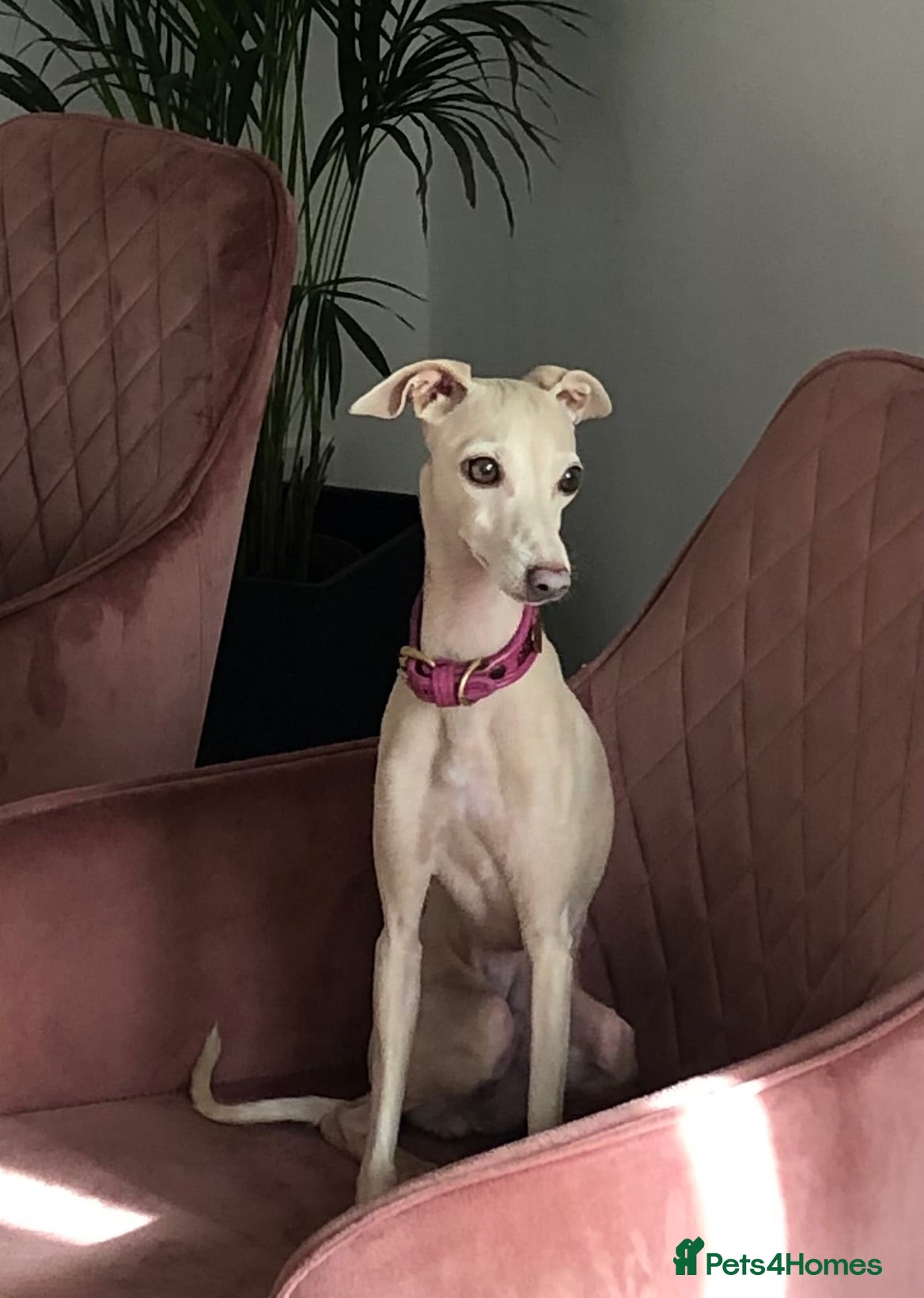 Italian Greyhound dogs KC Italian greyhound puppies European lineage - Advert 8