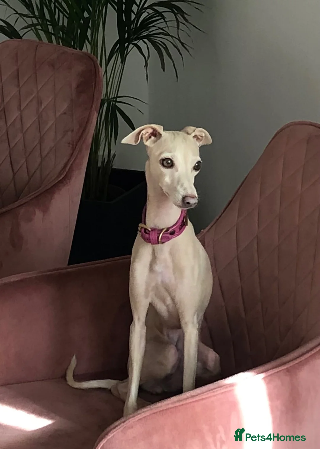 Italian Greyhound dogs for sale: PETITE KC Italian greyhound puppies Europ. lineage - Advert 1