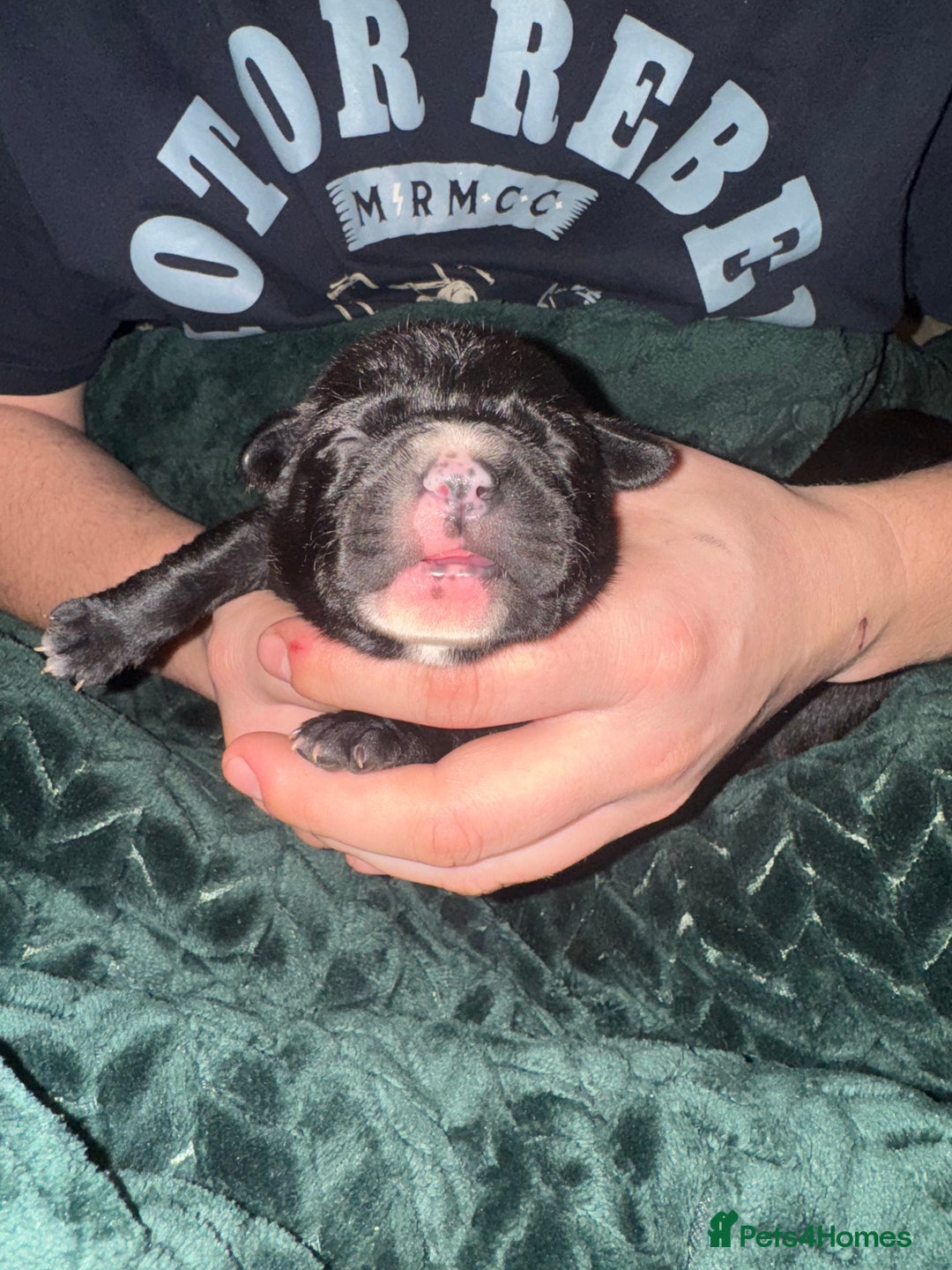 Staffordshire Bull Terrier dogs for sale: Gorgeous staffy puppies  - Advert 19