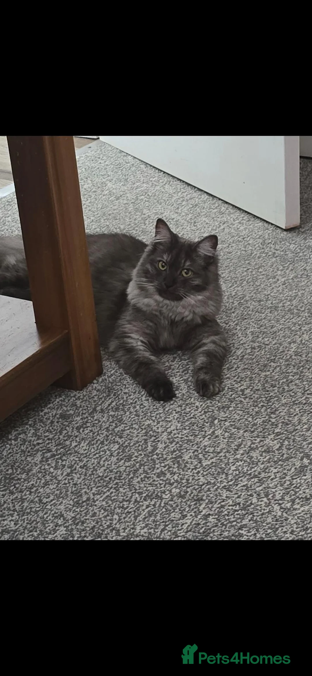 Mixed Breed cats for sale: Persian x ragdoll - Advert 1