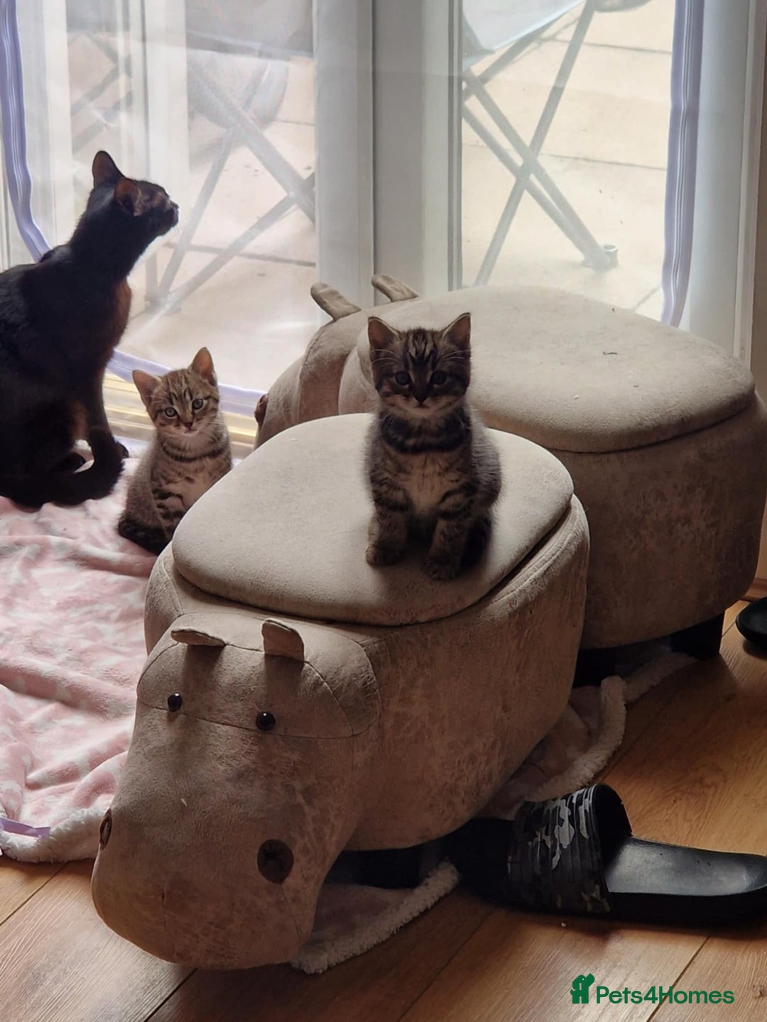 British Shorthair cats for sale: Beautiful female tabby kittens in London - Image 2